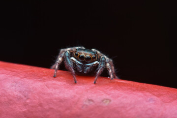 spider on the ground