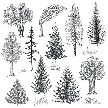 Vector collection of hand drawn trees in sketch style. Fir, birch, oak. Forest nature set