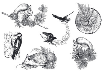 Vector collection of hand drawn animals, birds and plants.
