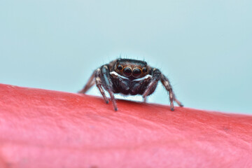 macro of a spider