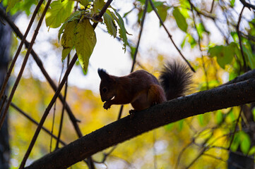 Dark silhouette of a fluffy squirrel sitting on a branch in a green forest park and gnawing nuts. Natural background.