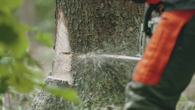Female logger in the forest, specialist woman in protective gear cuts a tree with a chainsaw, works on deforestation.