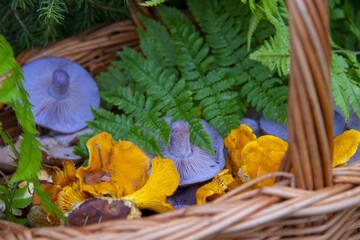 Bright multicolored mushrooms in a wicker basket in a forest clearing.