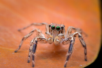 spider on a web