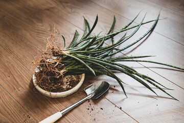 サンスベリア・キリンドリカの植え替え