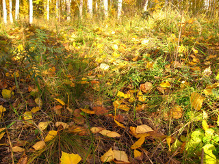 Autumn background - fallen yellow leaves on green grass
