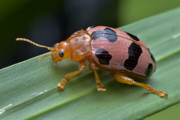 state potato beetle