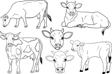 Cow isolated on white, hand drawn cattle, animal grazing vector illustration. Milk farm pets. Illustration for label, poster, print and design.