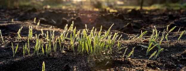 oat seedlings in the early frosty morning at dawn in bright sunlight