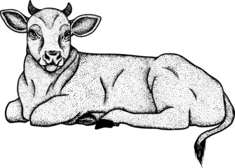 Cow isolated on white, hand drawn cattle, animal grazing vector illustration. Milk farm pets. Illustration for label, poster, print and design.