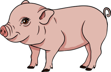 Pig. Vector illustration of piglet head isolated on white background. Clip art of farm animal in sketch realistic style. Illustration for label, poster, print and design.