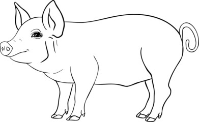 Pig. Vector illustration of piglet head isolated on white background. Clip art of farm animal in sketch realistic style. Illustration for label, poster, print and design.