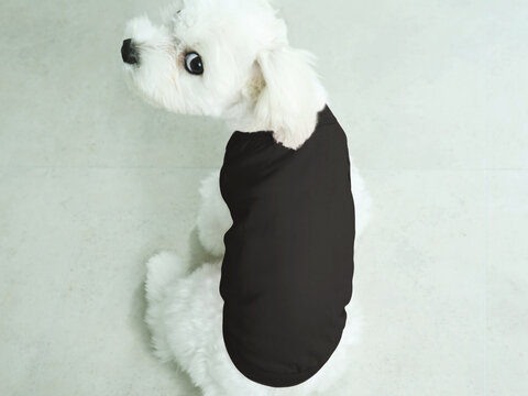 Dog Puppy Black T-Shirt Mock up White Maltese Model