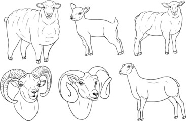 Sheep. Hand drawn cattle, animal grazing vector illustration. Farm pets. Illustration for label, poster, print and design. Clip art of farm animal in sketch realistic style.