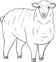 Sheep. Hand drawn cattle, animal grazing vector illustration. Farm pets. Illustration for label, poster, print and design. Clip art of farm animal in sketch realistic style.