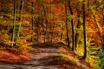 Autumnal landscape of a forest by the river in Kashubia. Poland