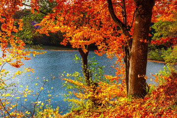 Autumnal landscape of a forest by the river in Kashubia. Poland