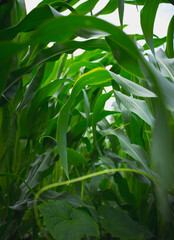 corn field in the morning