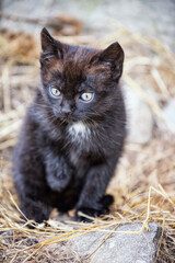 Naklejka na ściany i meble Little Black Kitten In A Stable