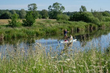 A sun-tanned woman in a t-shirt with bikini bottoms on a sup board. Together with two german shepherds dogs on the paddleboard. animal themes, sports and relaxation
