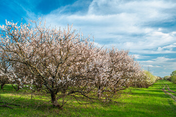 Fototapeta na wymiar Flowering apricot garden. spring fruit trees. Agriculture