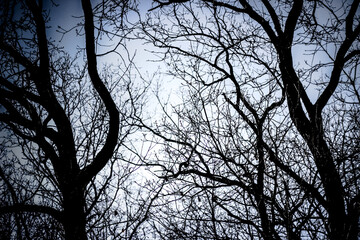 Tree branches without leaves with blue sky in background