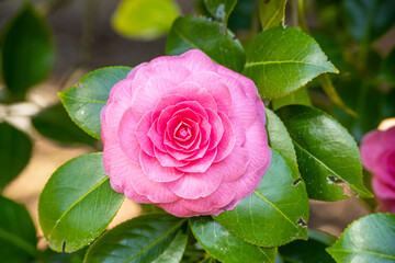 Japanese camellia
