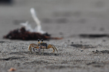 crab on the beach