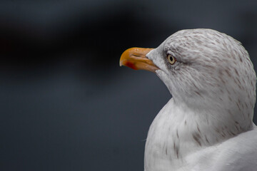 close up of a seagull