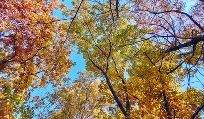Golden maple tree alley in autumn Moscow