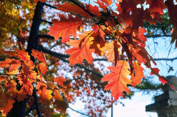 Golden maple tree alley in autumn Moscow