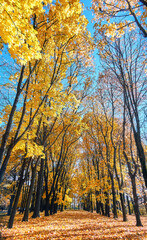 Fototapeta premium Golden maple tree alley in autumn Moscow
