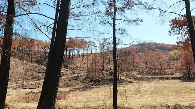 Burnt trees in Turkey, dead redheads after fire.