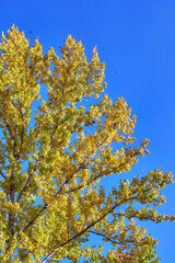 Golden maple tree alley in autumn Moscow