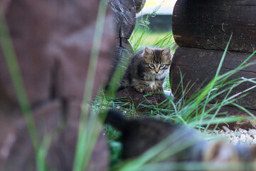little fluffy kitten sits near a wooden house