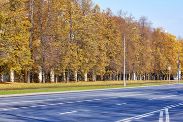 Golden maple tree alley in autumn Moscow