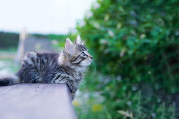 little fluffy kitten lies on a wooden table