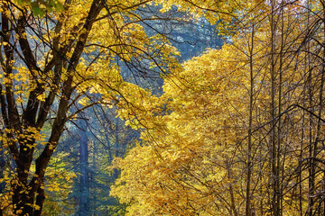 Golden maple tree alley in autumn Moscow