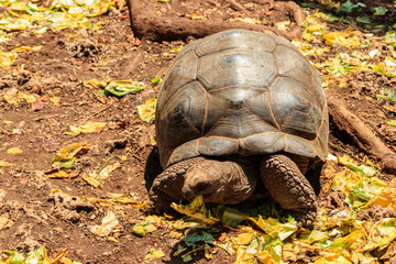 Aldabra giant tortoise on Prison island, Zanzibar in Tanzania