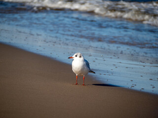 Seagull walking along the seashore. Seagull standing on the sandy beach of the sea.