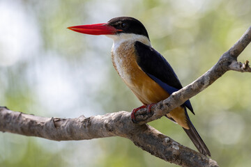 The black-capped kingfisher perching on tree branch , Thailand