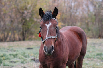 Obraz premium horse in the field