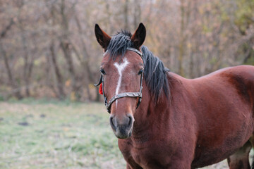 Obraz premium portrait of a horse