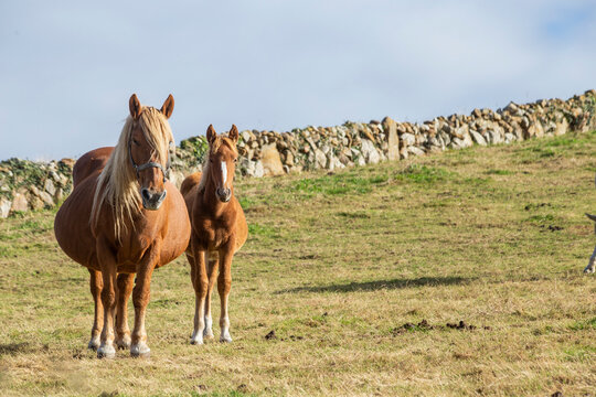 chestnut and white mare with foal. in the field in the morning. horizontal image with copy space.