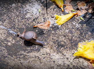a small snail walking on the ground