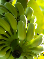Close up Green stalk of bananas in garden