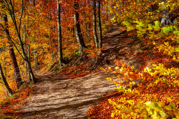 Autumnal landscape of a forest by the river in Kashubia. Poland