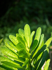 Green leaves of Malayan spurge tree