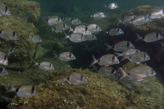 Two banded breams (Diplodus vulgaris) in Mediterranean Sea