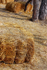 hay bales on the farm